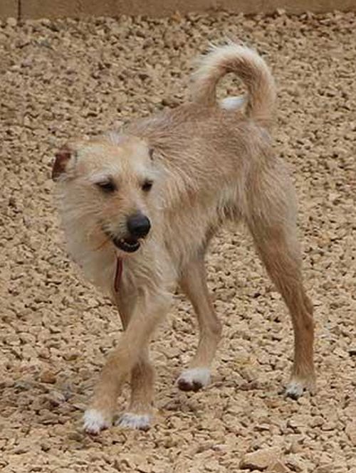 Hunde Verein Tiere brauchen Freunde e.V.