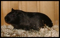 Blacky  steht stellvertrenden f�r alle unsere Meerschweinchen