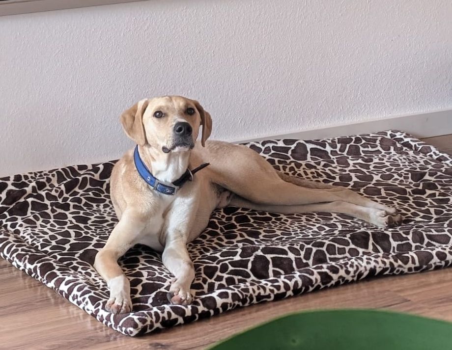 Bowie