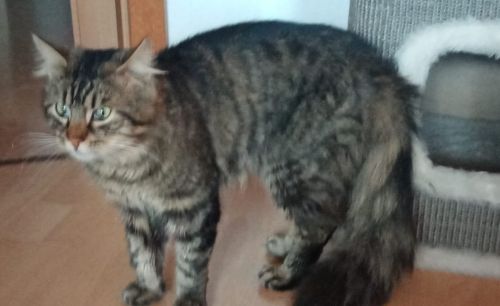 Findus