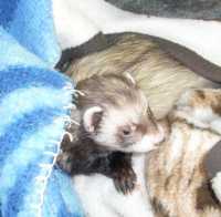 Frettchen Freddy