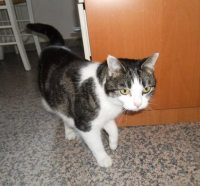 Hermine