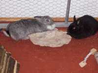 Lea und Cleo