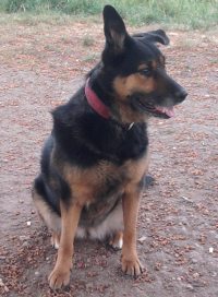 Kimmi