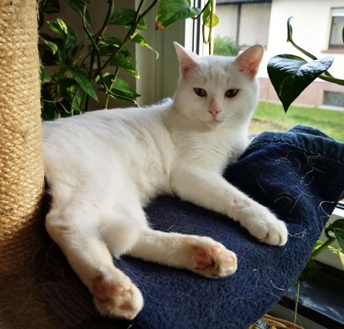 Kater Monty