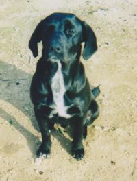 Moro