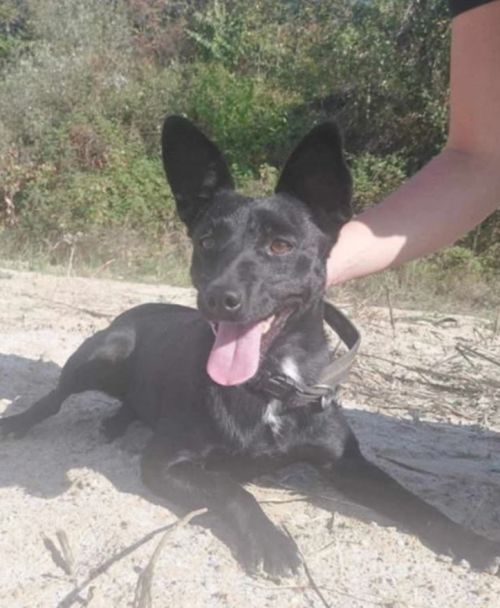 Negra