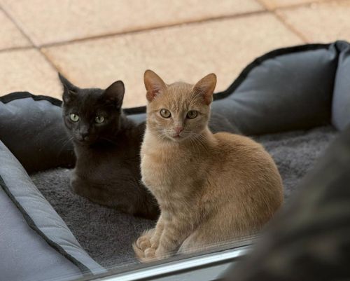Pino und Nino