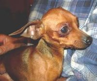 Pinscher