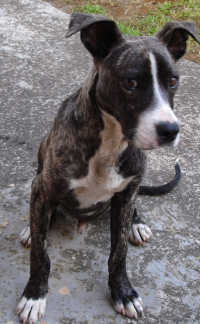 Ricco