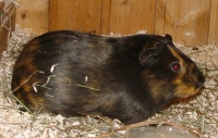 Schecki steht stellvertr. f�r alle unsere Meerschweinchen