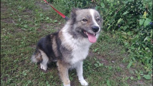 Siggi 1