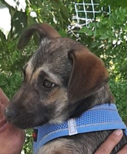 Die kleine SISSY sucht ein Zuhause
