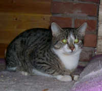 Tini