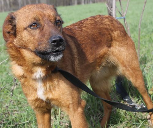 Zala