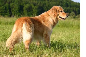 Golden Retriever auf einer Wiese