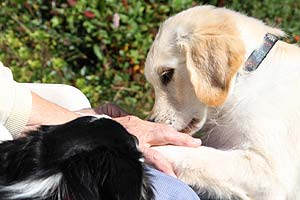 Golden Retriever mit einer älteren Frau