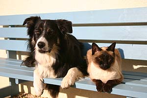 Border Collie und Siamkatze auf einer Bank