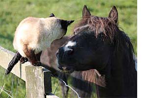 Siamkatze begrüsst ein Pony