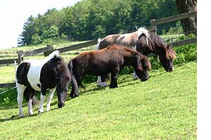 Ponies auf der Weide