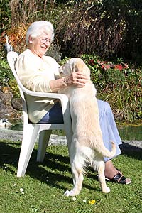 Golden Retriever mit einer älteren Frau