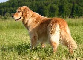 Golden Retriever auf einer Wiese