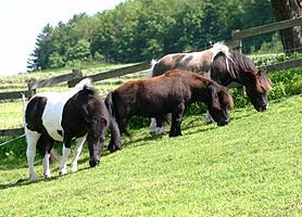 Ponies auf der Weide