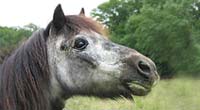 Ergrauter Kopf einer alten Shetlandponystute