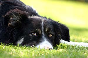 Kopf eines Border Collies