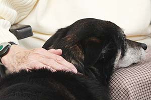 Hundekopf mit Hand einer älteren Frau