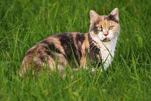 Katze im Gras